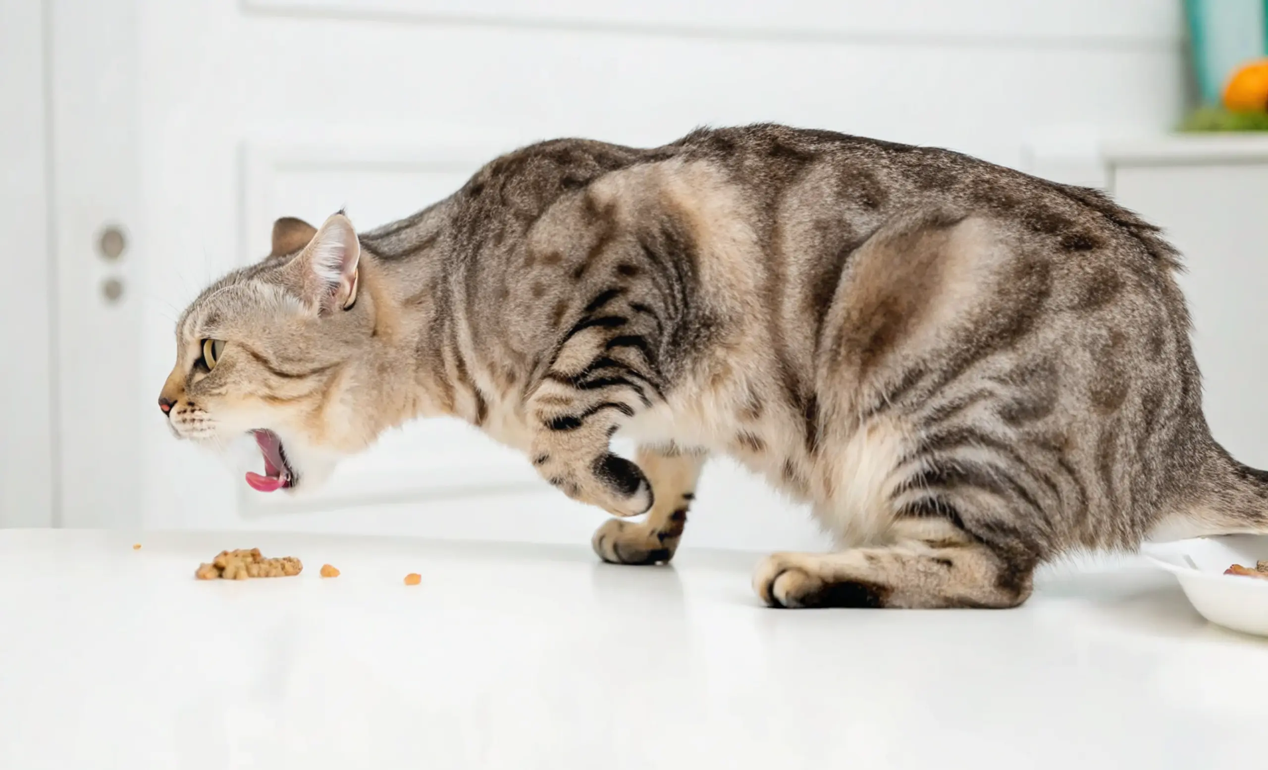 Why Is My Cat Throwing Up? 10 Common Reasons and How to Help