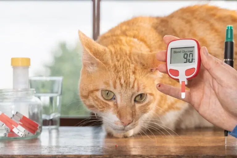 7 Diabetic Cat Signs You Must Know Before It’s Too Late