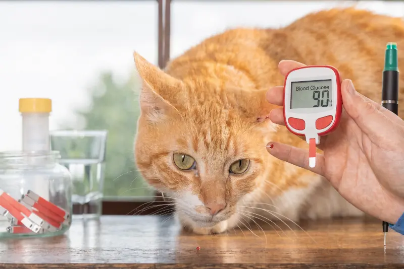 7 Diabetic Cat Signs You Must Know Before It's Too Late