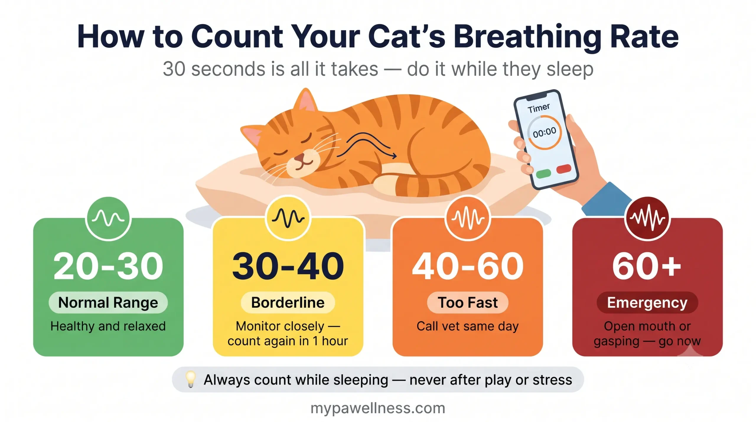 How to count your cat's breathing rate — step by step infographic