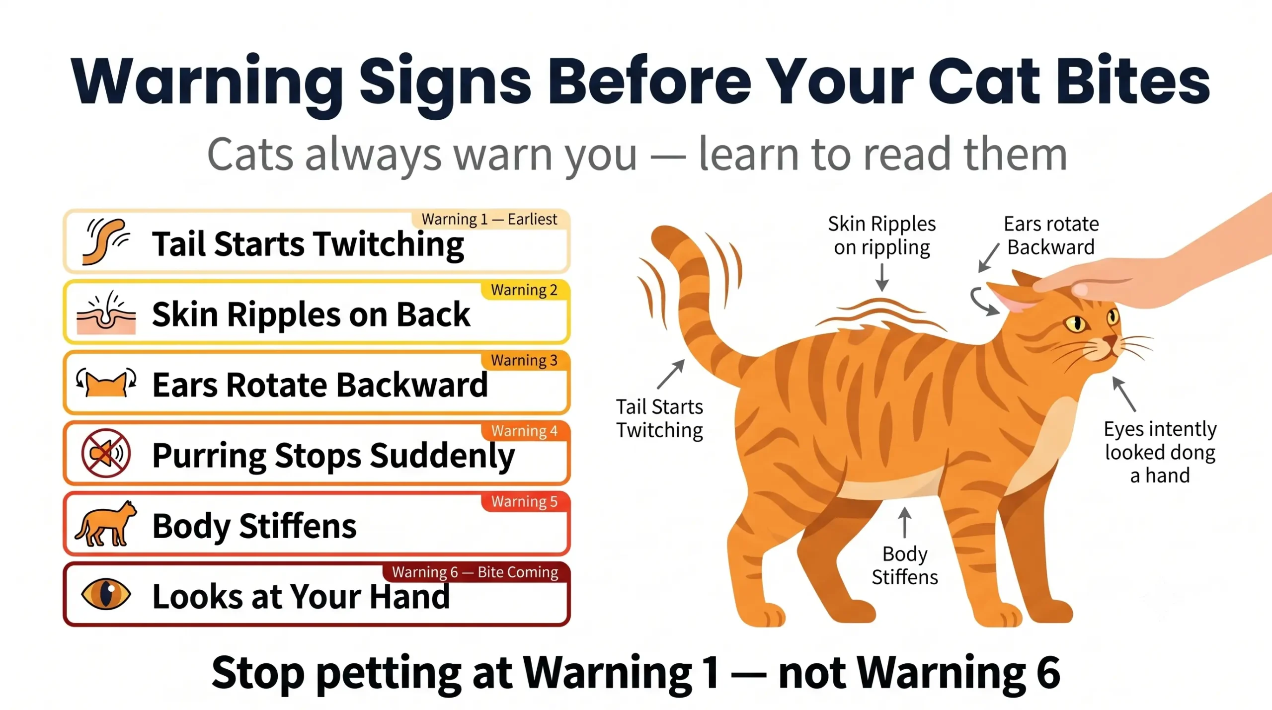 Warning signs before your cat bites — pre-bite signals to watch for