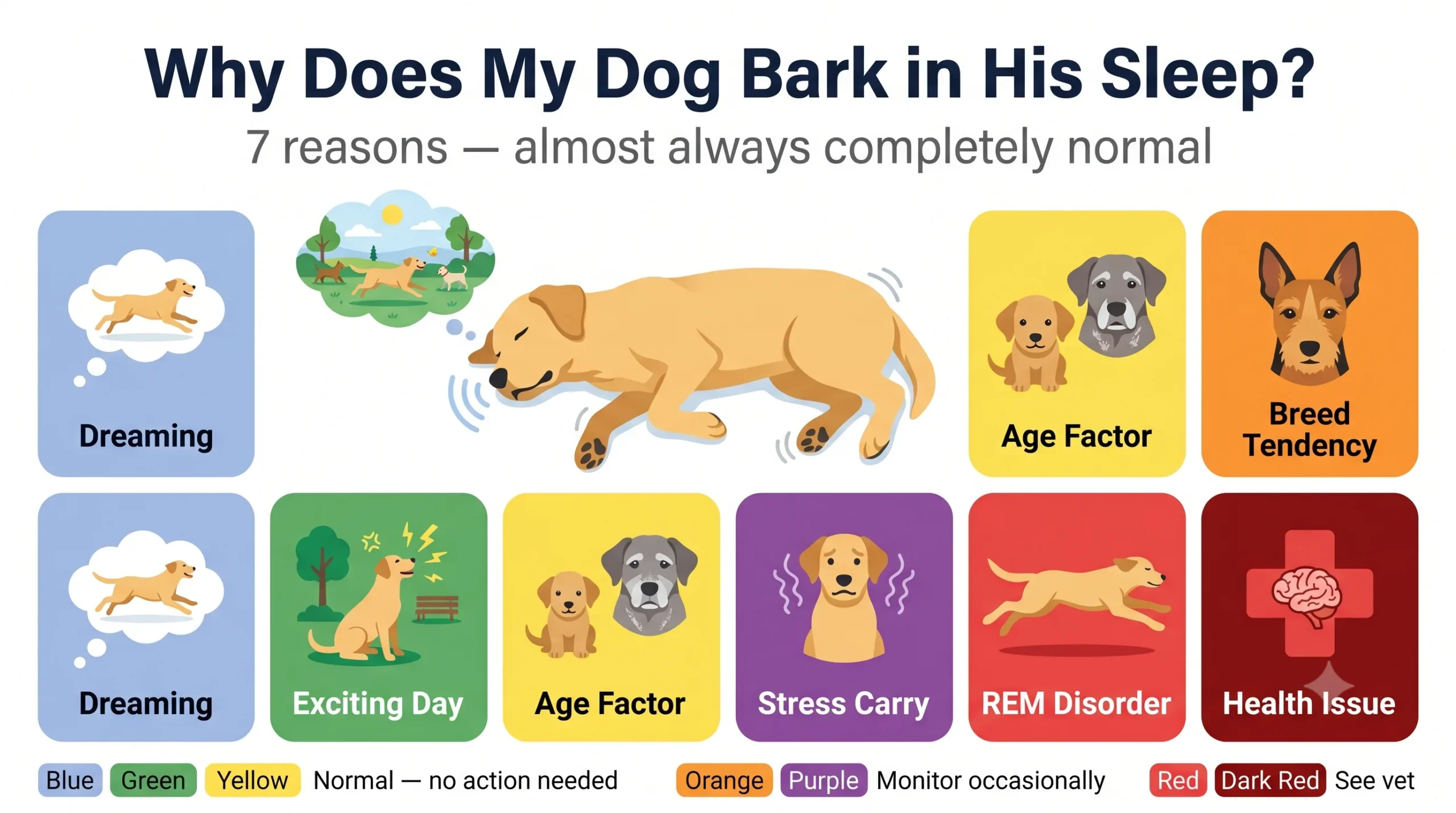 Why does my dog bark in his sleep — causes and explanations infographic