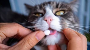 How to Give a Cat a Pill