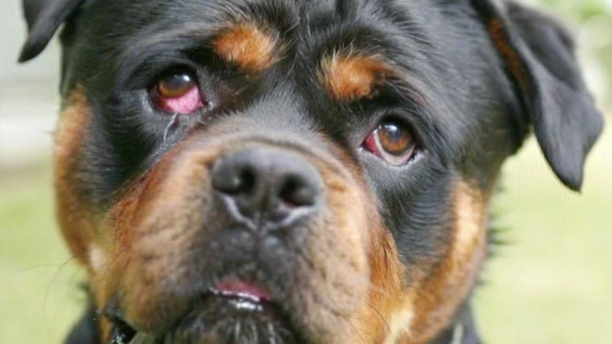 how to treat cherry eye in dogs without surgery