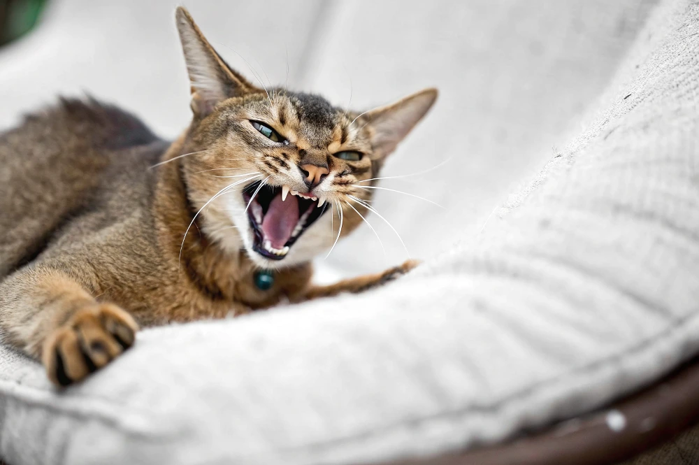 why is my cat hissing at me