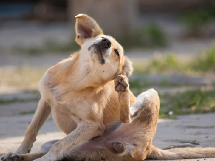 Signs Your Dog Has an Ear Infection