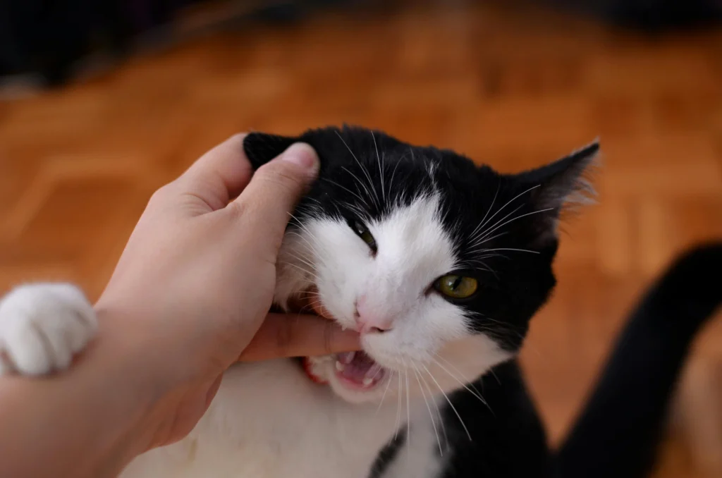 Why Does My Cat Bite Me When I Pet Him? Causes & Vet Solutions 2026 Current image: why does my cat bite me when i pet him - cat biting hand