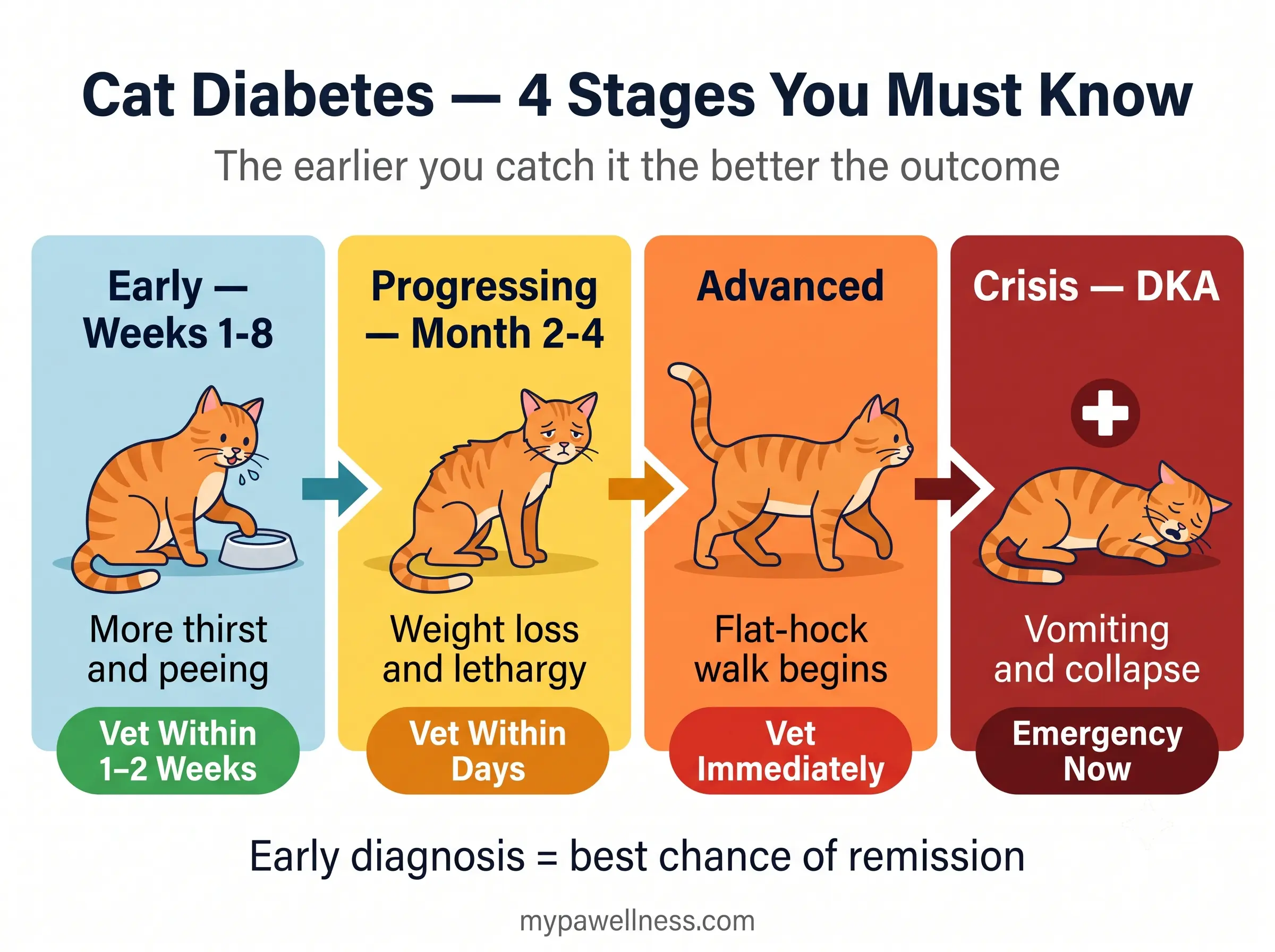 Cat diabetes — 4 stages you must know infographic
