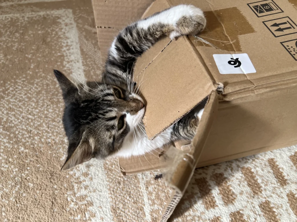 Cats and Boxes Cats chewing a Box