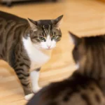 My Cat Is Being Bullied by Another Cat Outside: 7 Ways to Help