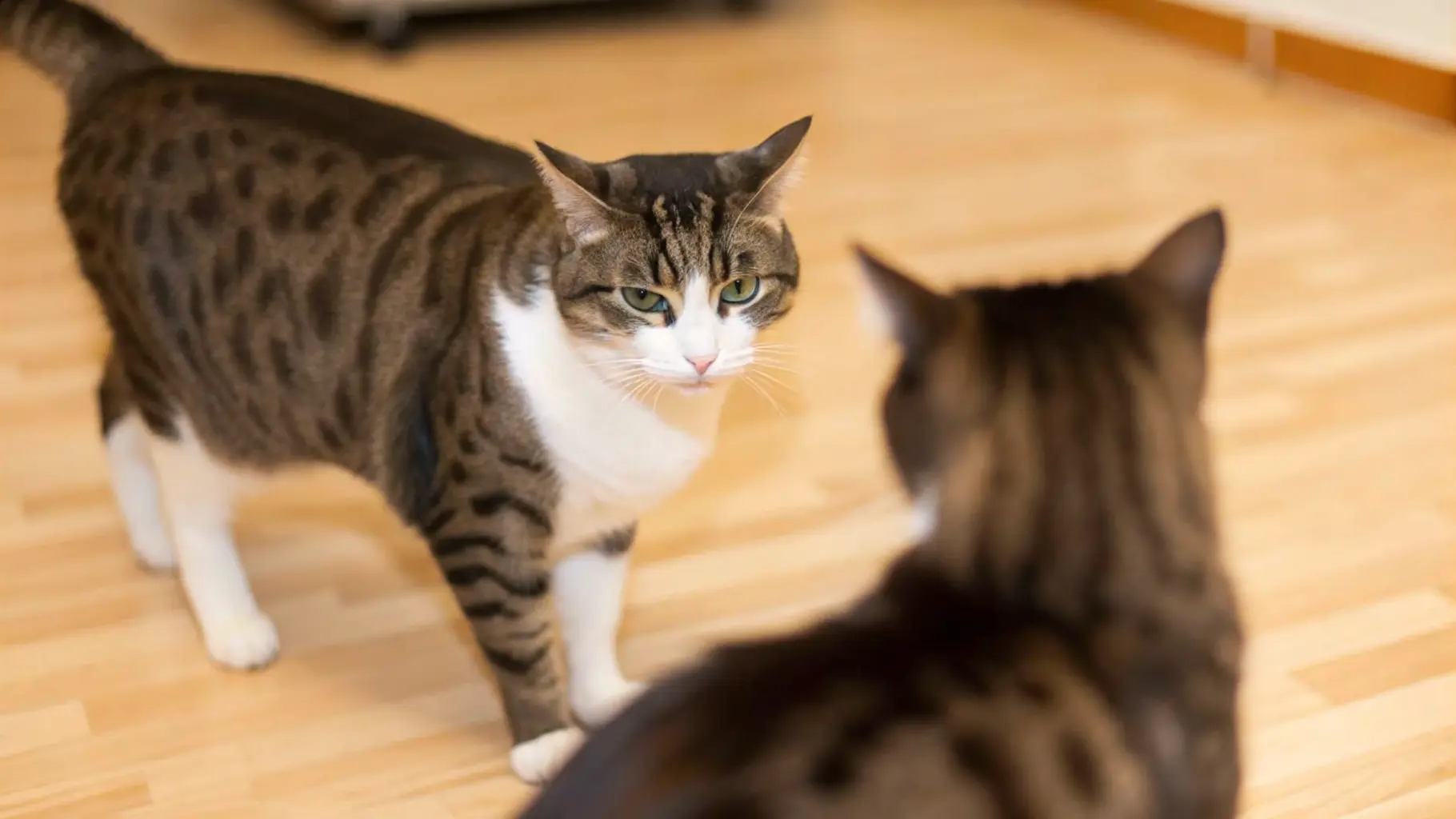 My Cat Is Being Bullied by Another Cat Outside: 7 Ways to Help