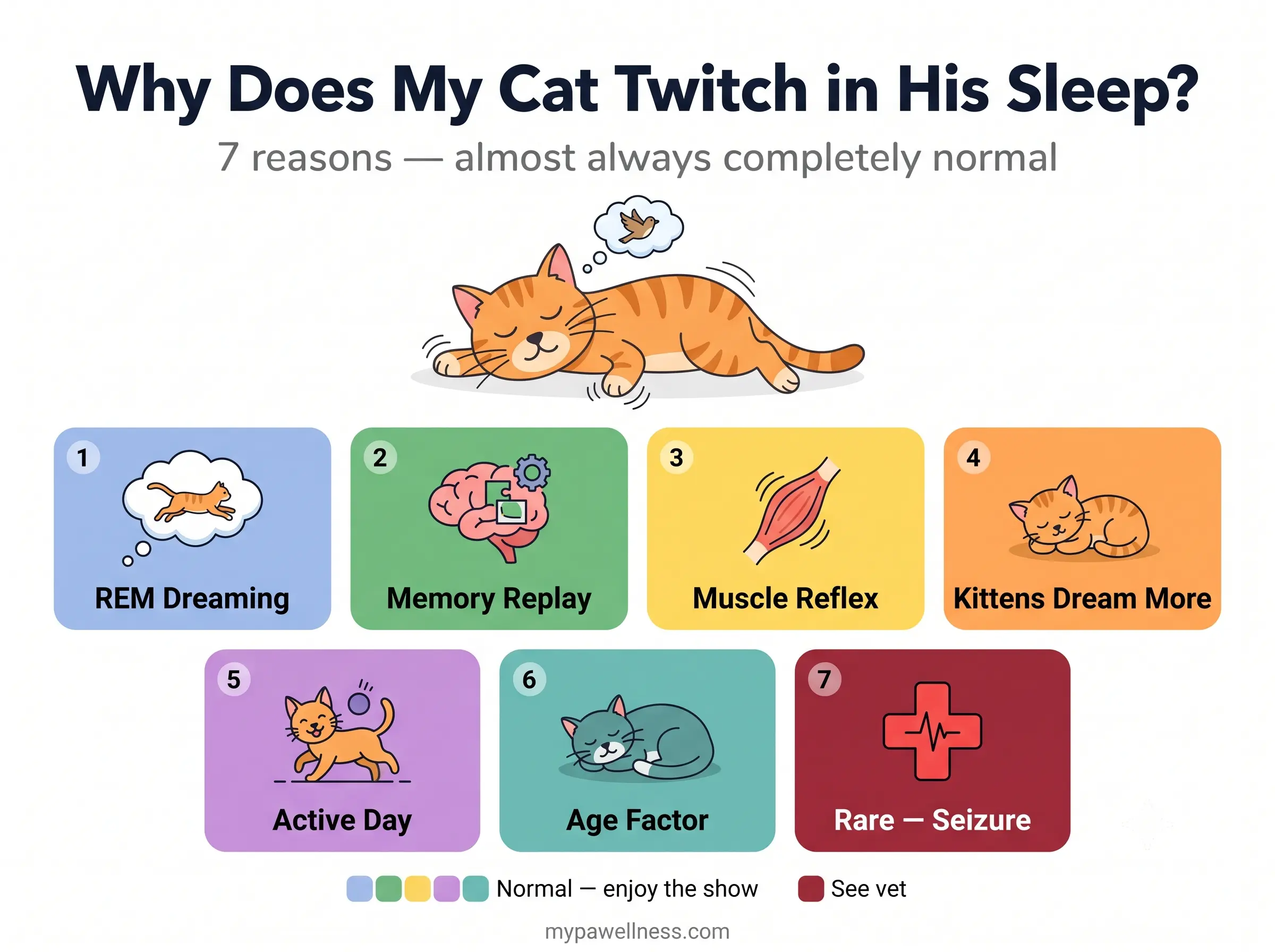 Why does my cat twitch in his sleep — 7 reasons infographic
