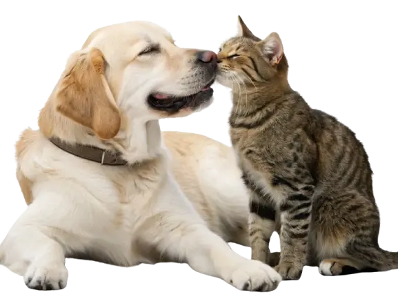 dog-sitting-and-a-cat-show-love-to-hem