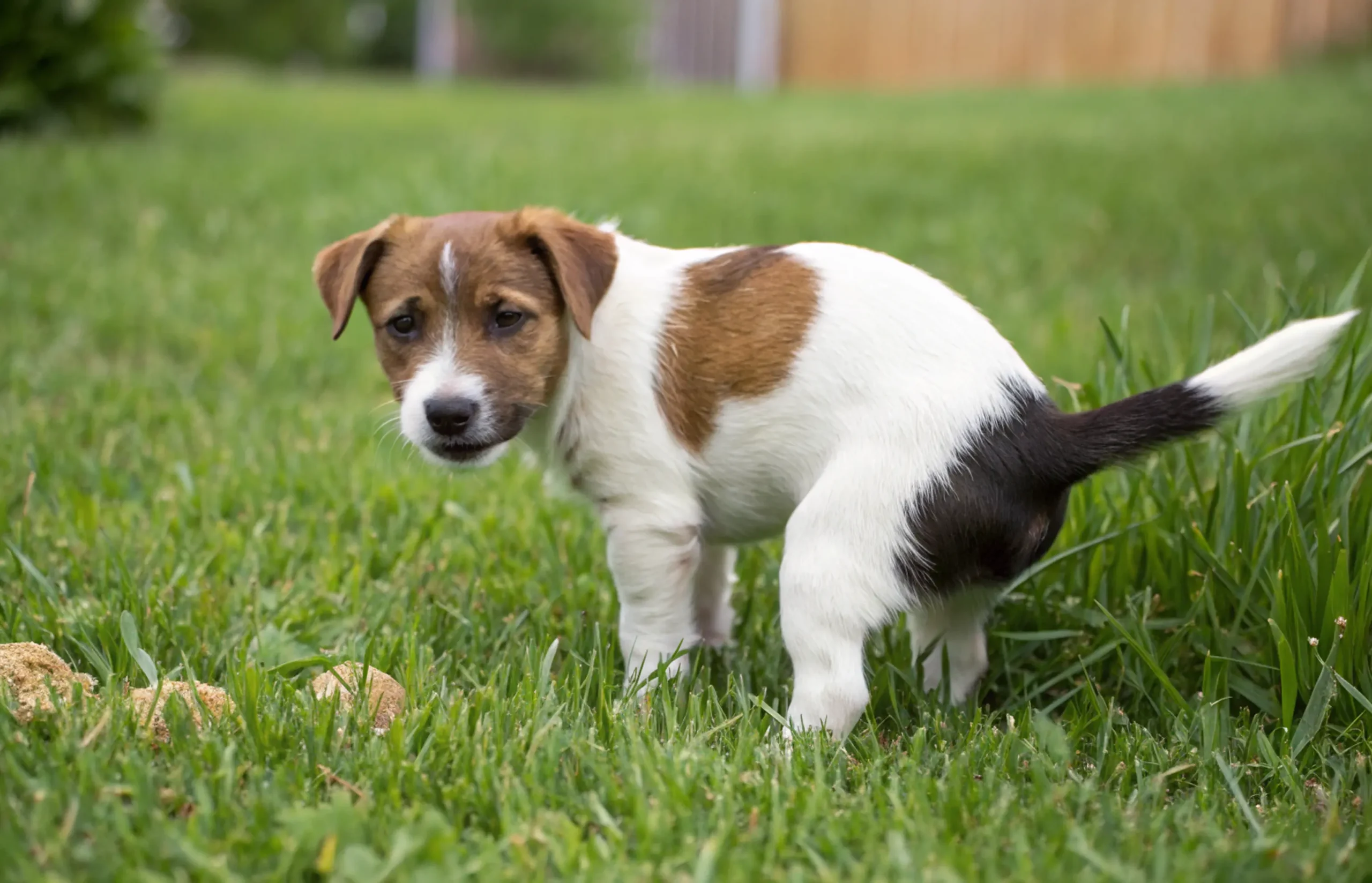 My Dog Has Diarrhea But Is Acting Fine: What To Do