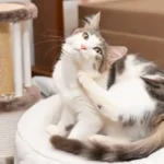 How to tell if my cat has fleas