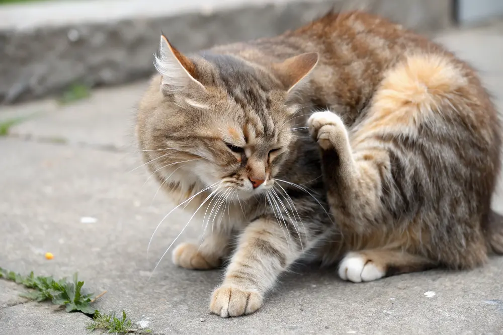 Person using a fine-toothed flea comb on a cat checking for fleas at home