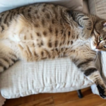 my cat looks bloated but acting normal