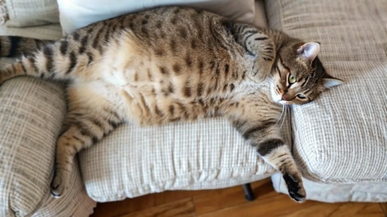 My Cat Looks Bloated But Acting Normal? 8 Alarming Causes