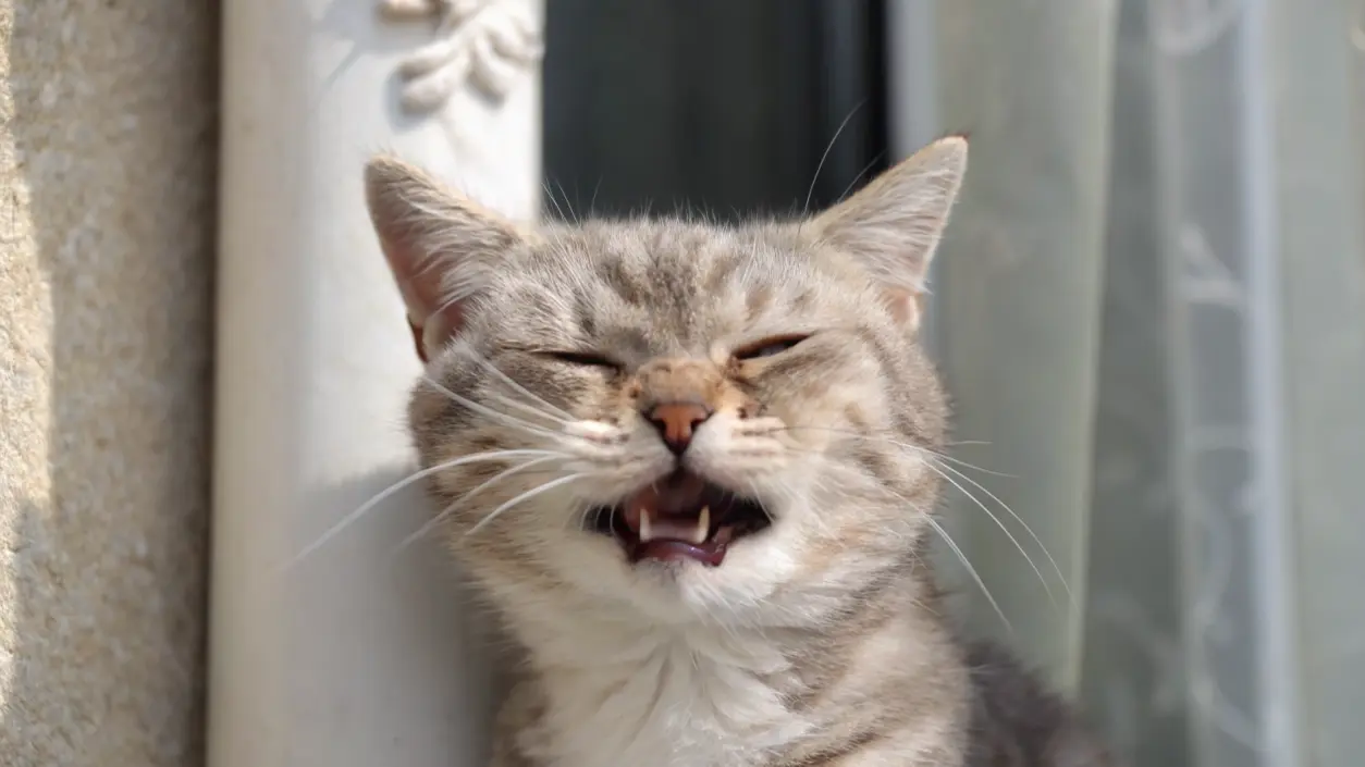 Cat Sneezing: 7 Vital Facts Every Cat Owner Must Know