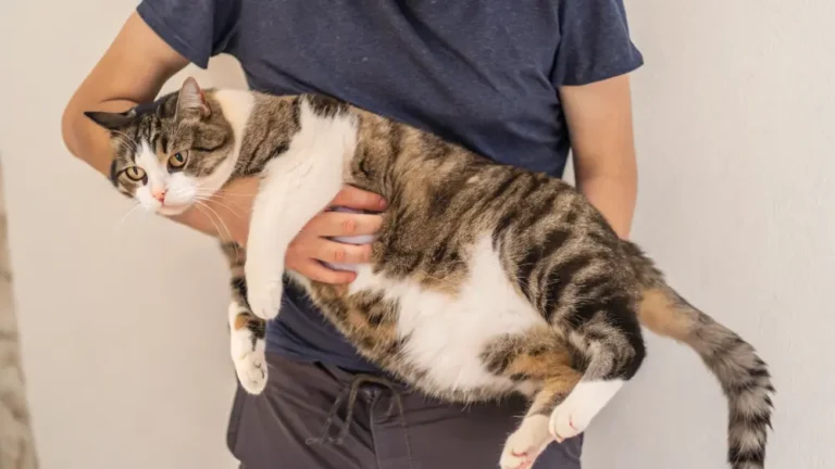 10 Early Cat Diabetes Symptoms You Should Never Ignore
