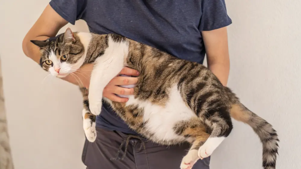 Fat cat diabetes symptoms