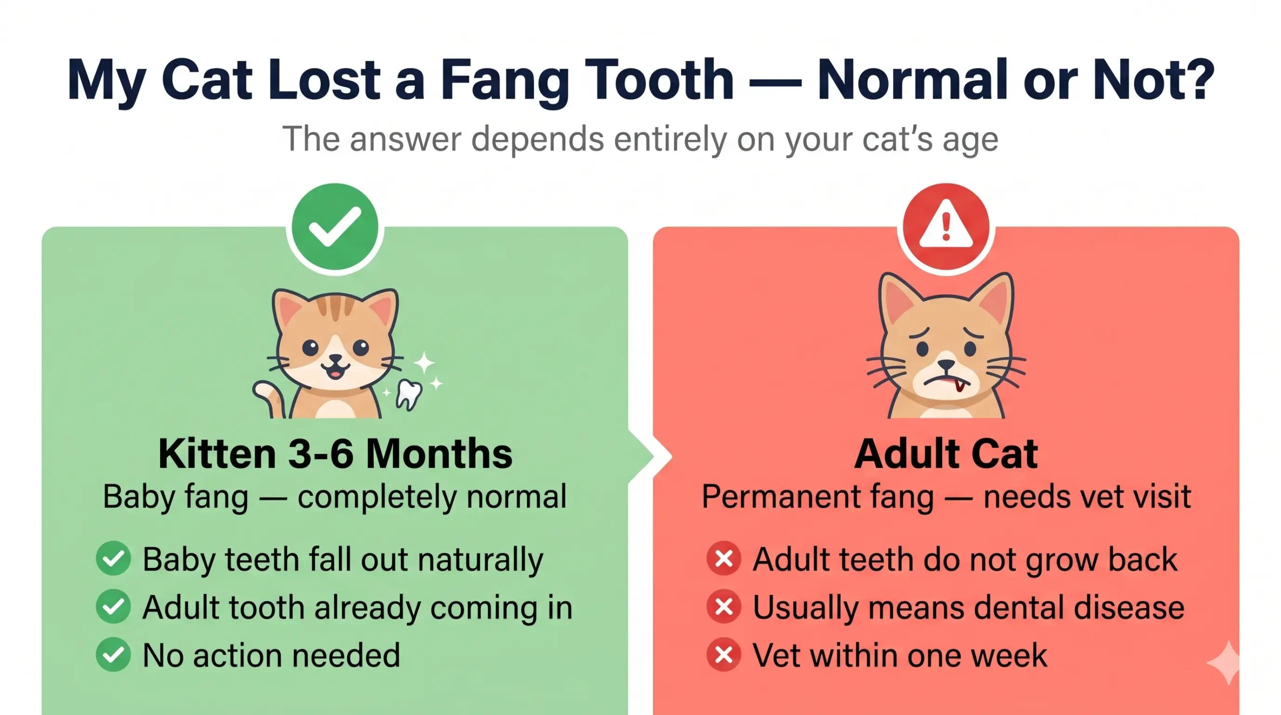 My cat lost a fang tooth — normal or not guide for kittens vs adult cats