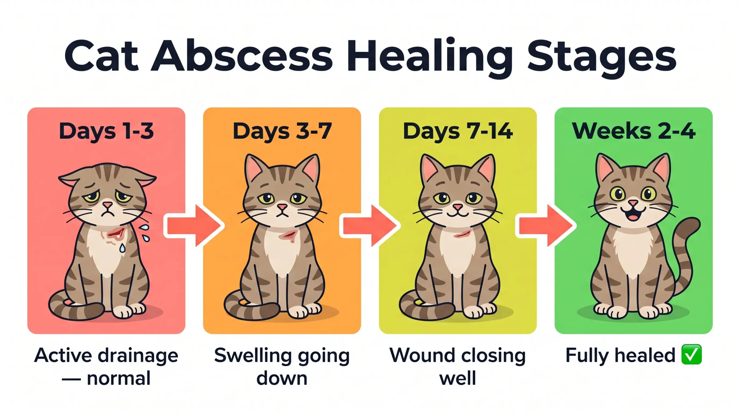 Cat abscess healing stages — visual guide showing what to expect day by day after abscess pops