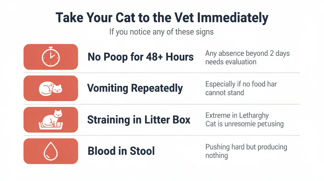 Take your cat to the vet immediately — when cat constipation becomes an emergency