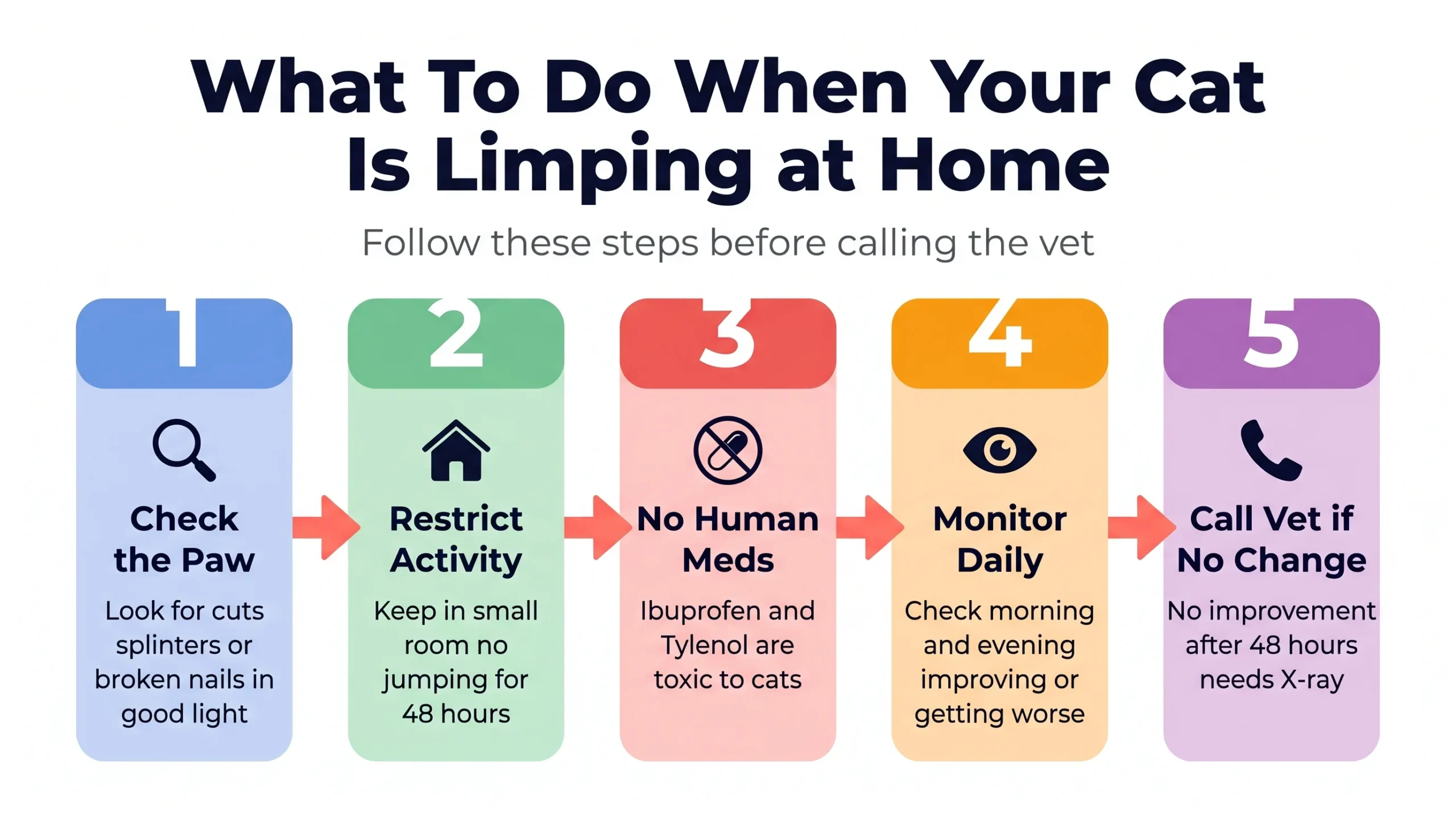 What to do when your cat is limping at home — step by step guide