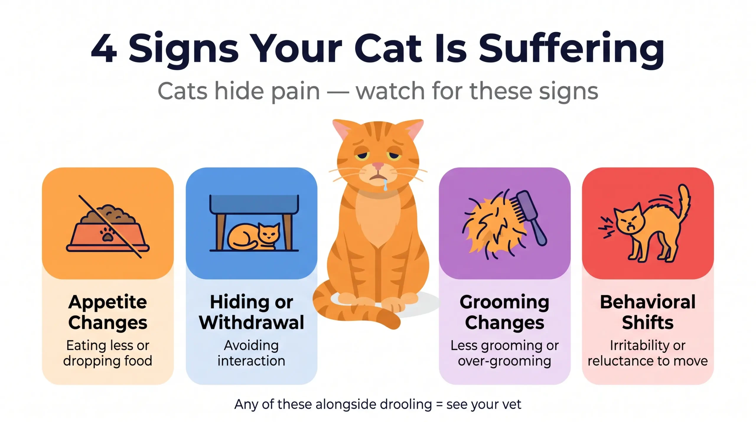 4 signs your cat is suffering — warning signs infographic