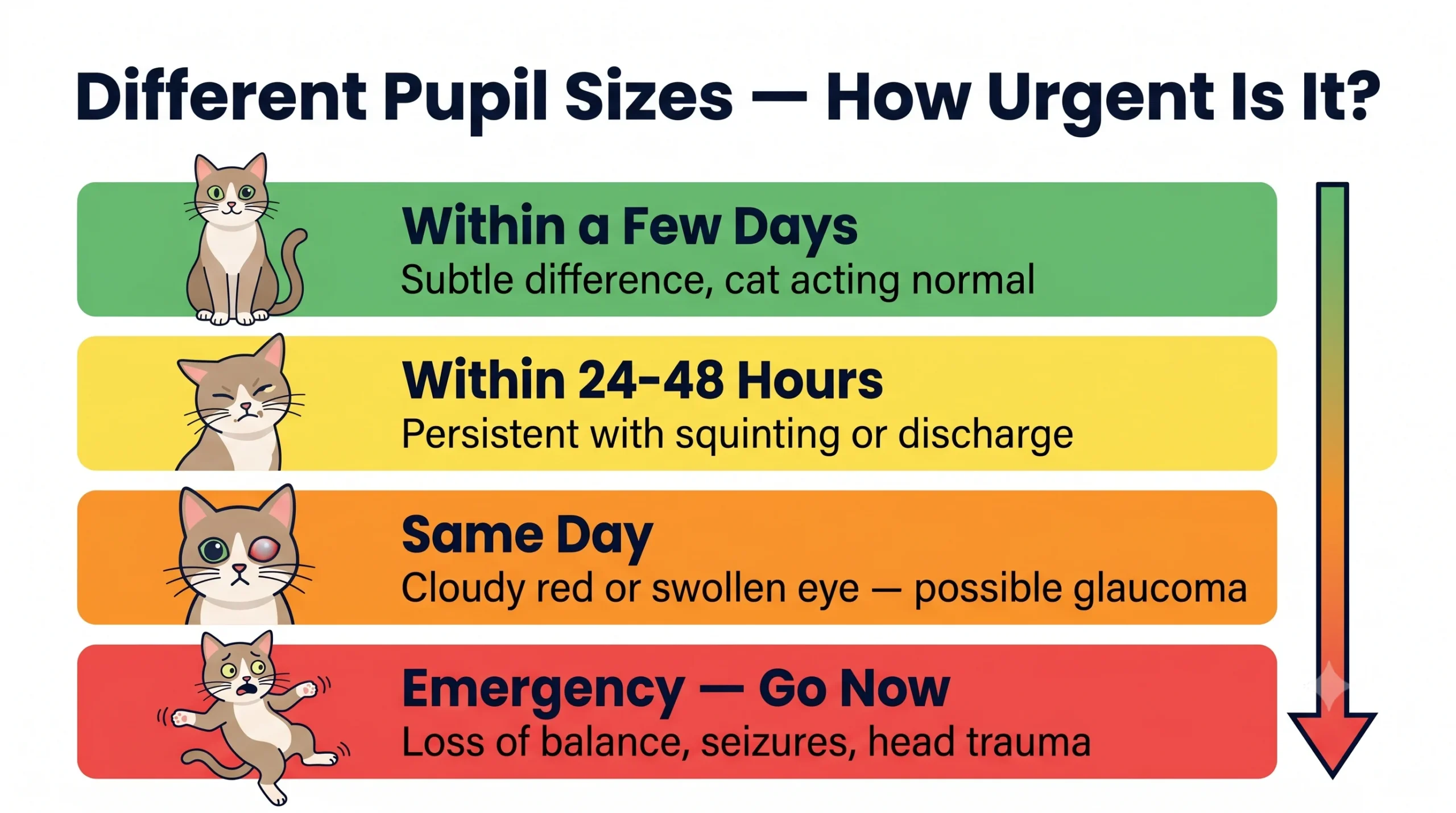 Different pupil sizes in cats — how urgent is it infographic