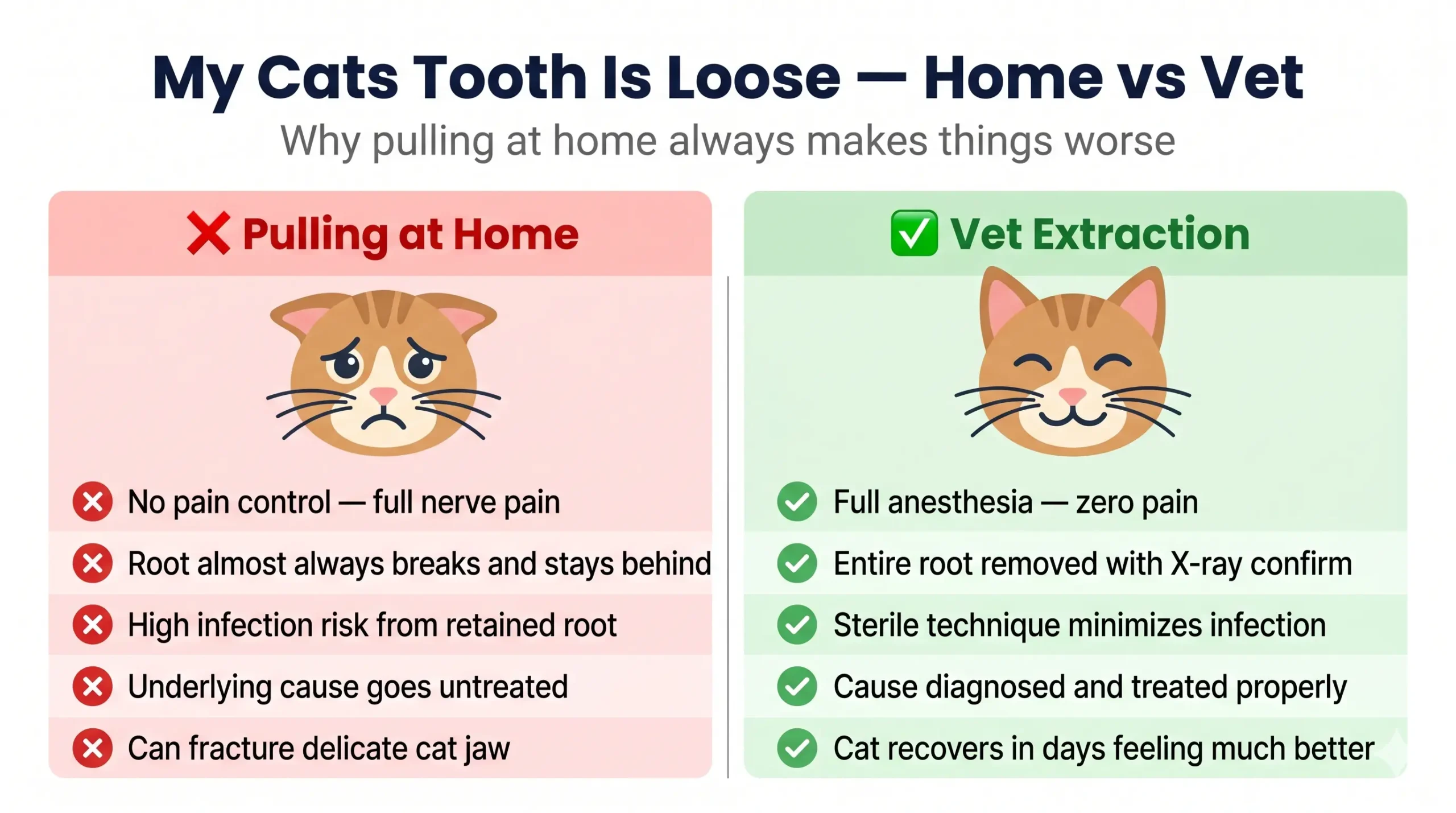 Human vs vet cat tooth extraction comparison — why you cannot pull a cats tooth at home