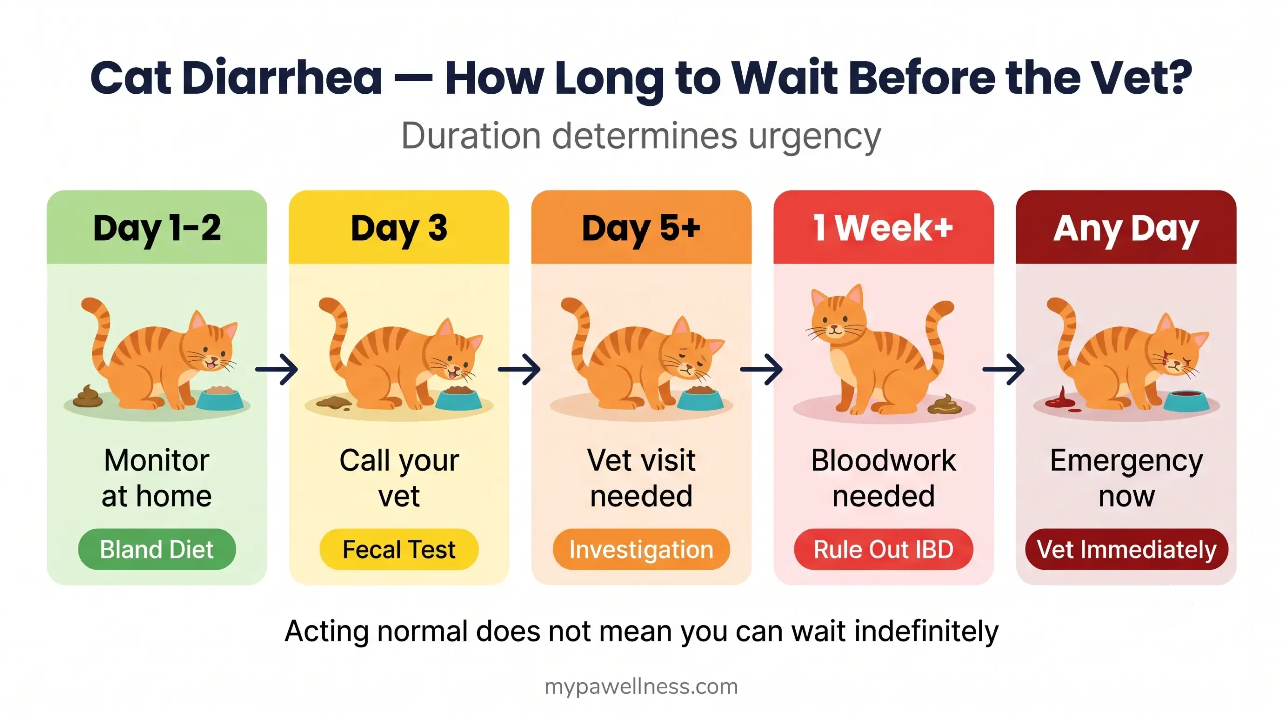 Cat diarrhea — how long to wait before the vet infographic