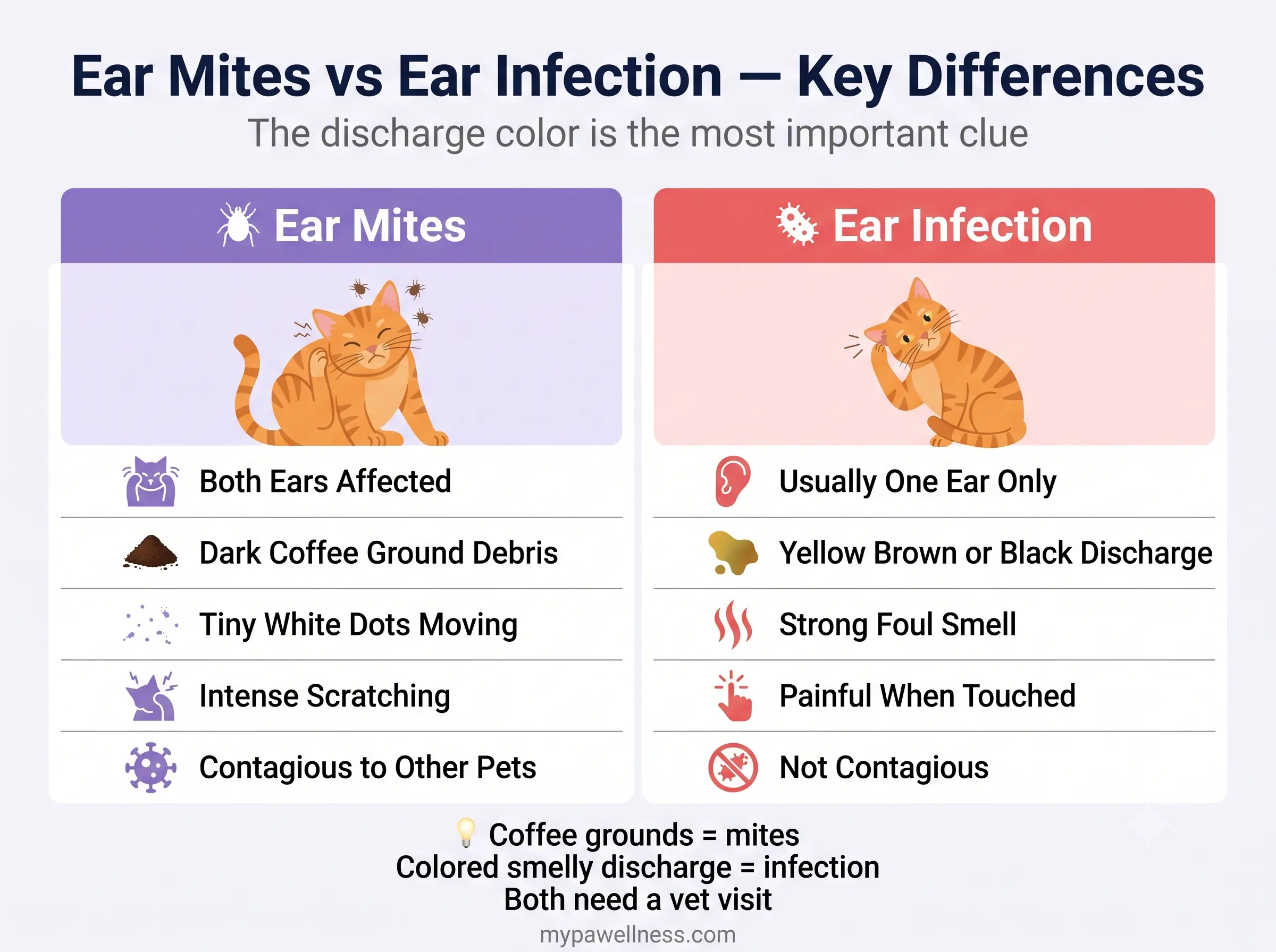 Ear mites vs ear infection — key differences comparison infographic