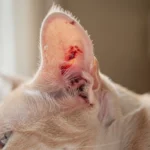 signs of ear infection in cats