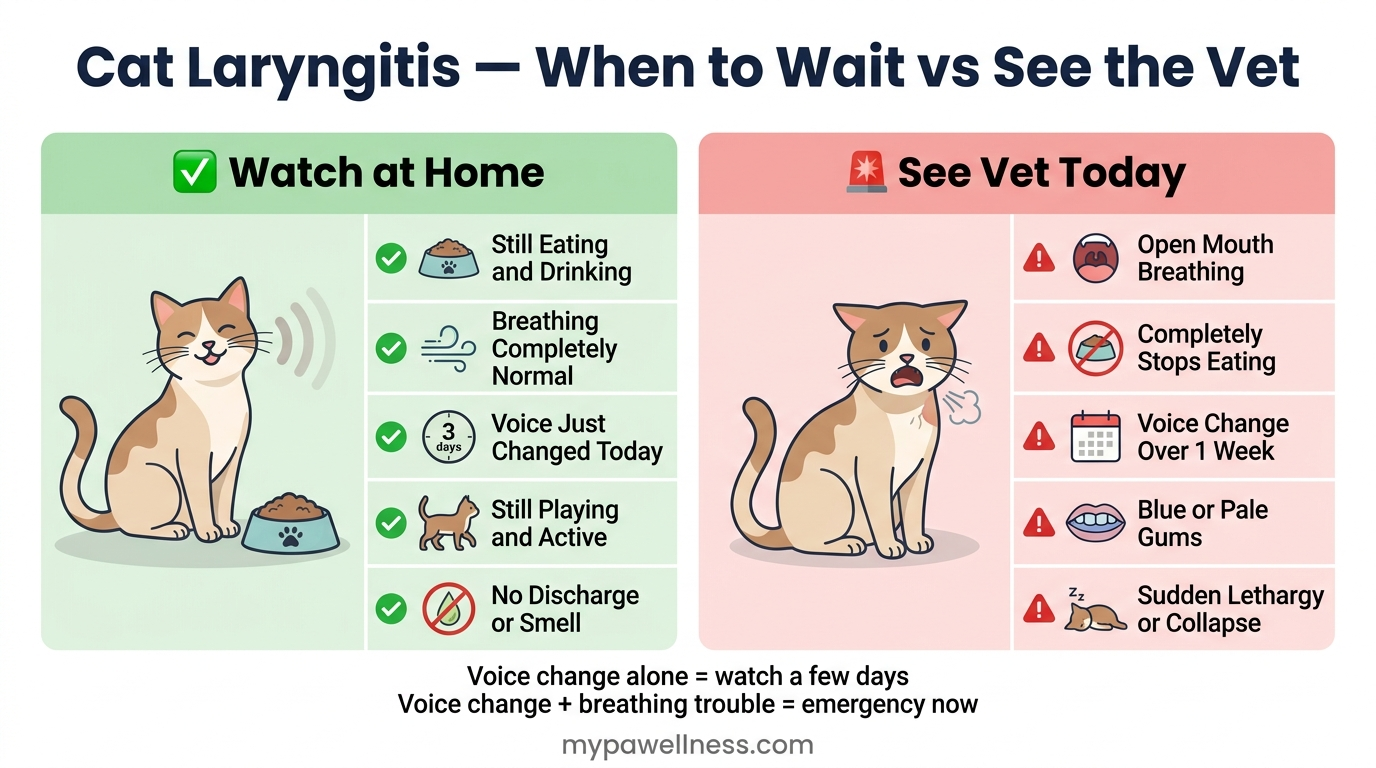 Cat laryngitis: when to wait and monitor at home versus when to see the vet