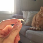 Do Cats Lose Their Claws : Holding the sheath up to the light
