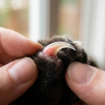 Can You Trim Cat's Nails